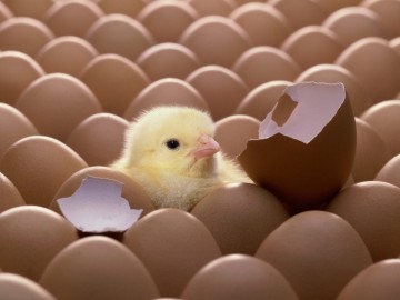 We hatched!